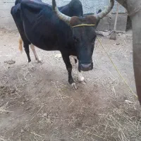 گاو