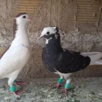 کفتر تهرانی و خال و نیم تنه