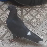 کفتر پرشی  دولاب