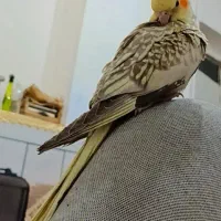 عروس هلندی فروشی