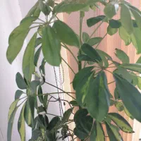 درختچه شفلرا