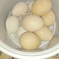 تخم مرغ نطفه دار لهستانی