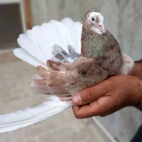 کبوترسوقدیم