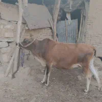 گاو