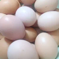 فروش تخم مرغ محلی
