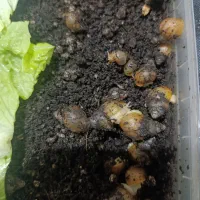 حلزون آچاتیا