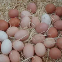 تخم مرغ محلی
