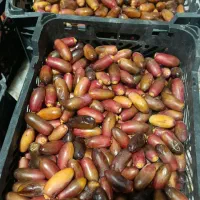 خرما ربی کلگی و مضافتی تازه