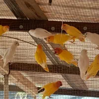 طوطی کوتوله برزیلی