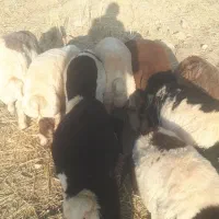 بره نر