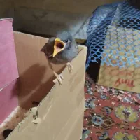 فروش جوجه مینا لونه گریز