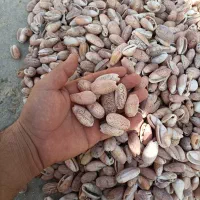 صدف|ماهی|شیراز, دباغ خانه|دیوار