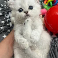 بچه گربه بریتیش اصیل