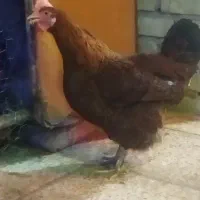 مرغ