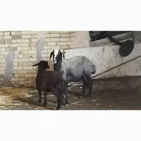 ۱راس میش شال به همراه بره ۲۵کیلویی
