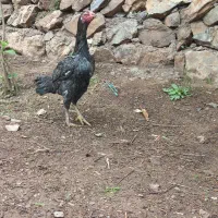 مرغ لاری|حیوانات مزرعه|پاوه, |دیوار