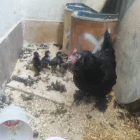 مرغ و جوجه مرندی