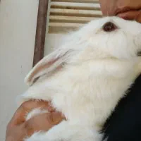 خرگوش سفید چشم قرمز