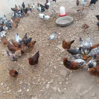 خروس|حیوانات مزرعه|اراک, |دیوار