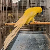 جوجه رسمی بلند قناری
