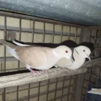 کبوتر خانگی نر
