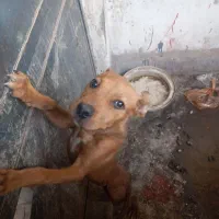 پیتبول