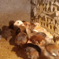 جوجه لاری