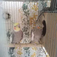 عروس هلندی بالغ