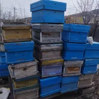 کندو زنبور عسل