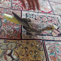 جوجه عروس هلندی