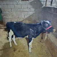 گوساله ۹ ماهه