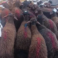 بره نر افشاری لاغر
