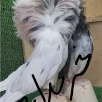 کبوتر شامپیون