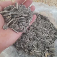 تخمه|خوردنی و آشامیدنی|ایلام, |دیوار