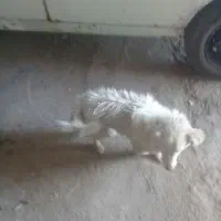 سگ پا کوتاه
