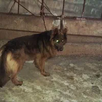 سگ ژرمن شپرد نر ۱ سال و ۴ ماه ۸ تومن