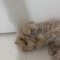 گربه ماده 1 ساله و نیم عقیم نشده