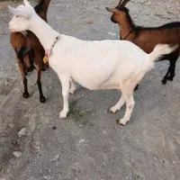 بزسانن فروشی