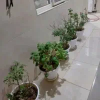 رهن-و-اجاره-زمین-تجاری-96-متر-بر-بلوار-بویراحمد