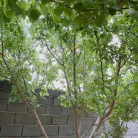 زمین-دو-کله-در-صفاییه-فایل-کاسبی