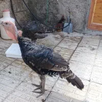 بوقلمون محلی
