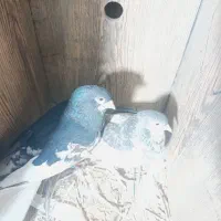 چپ افشون ساده هفت‌رنگ