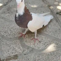 کبوتر