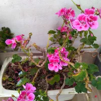 شمعدانی هلندی  و بند کفشی ساکولنت لب ماتیکی