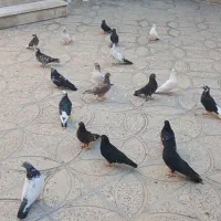 کبوتر