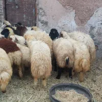 بره نروماده خوشتخم وبزغاله نر وماده دورگ