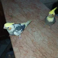 فروش جوجه عروس