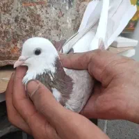 معاوضه کبوتر با قناری یا سهره