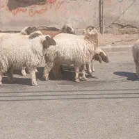 گوسفند بره چاق برای داشت یا قصابی