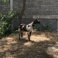 بز نرو ماده صلاله